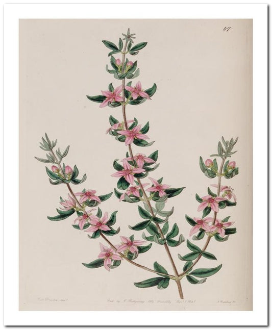 Edward's Botanical Register 8x10 Botanical Art Print 03062500104