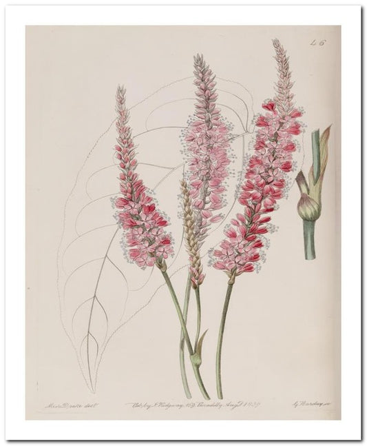 Edward's Botanical Register 8x10 Botanical Art Print 03062500106