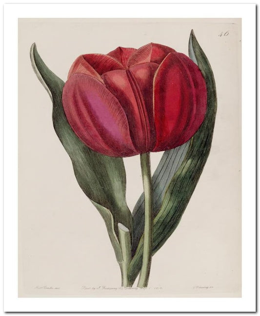 Edward's Botanical Register 8x10 Botanical Art Print 03062500107