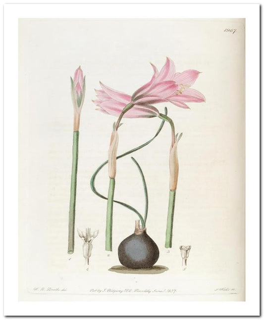 Edward's Botanical Register 8x10 Botanical Art Print 03062500108