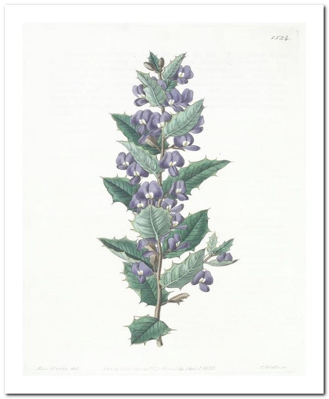 Edward's Botanical Register 8x10 Botanical Art Print 03062500109