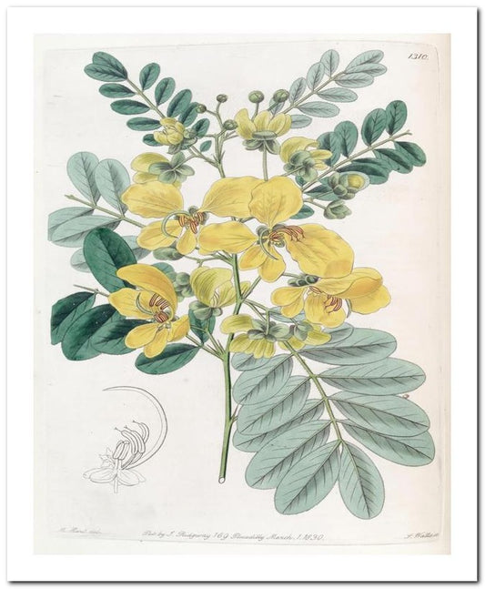Edward's Botanical Register 8x10 Botanical Art Print 03062500110