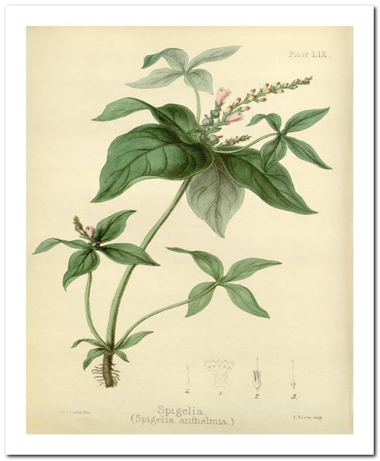 Edward's Botanical Register 8x10 Botanical Art Print 03062500111