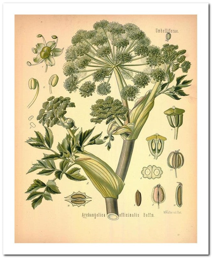 The Flora Homoeopathica 8x10 Botanical Art Print 03062500113