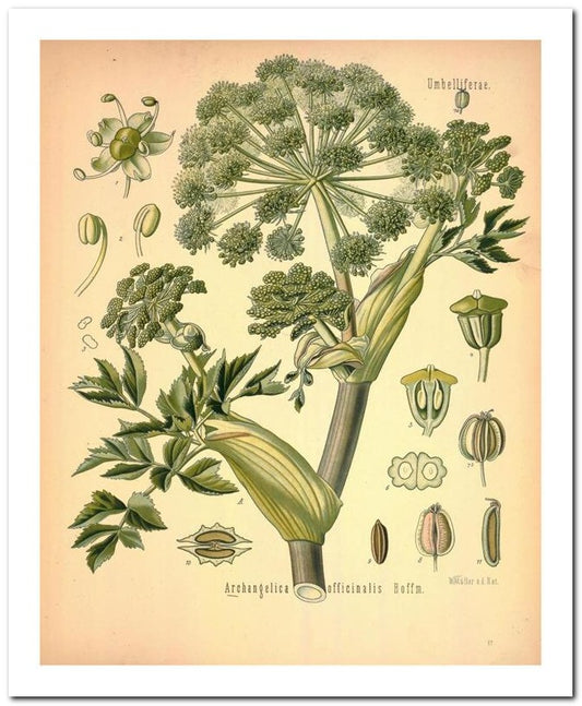 The Flora Homoeopathica 8x10 Botanical Art Print 03062500113