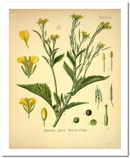 Kohler Medizinal Pflanzen 8x10 Botanical Art Print 03062500114