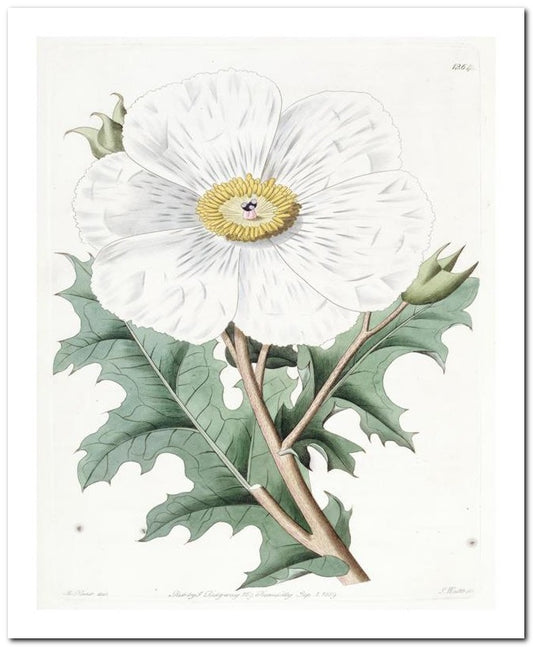 Kohler Medizinal Pflanzen 8x10 Botanical Art Print 03062500115