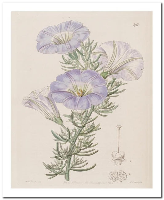 Edward's Botanical Register 8x10 Botanical Art Print 03062500116