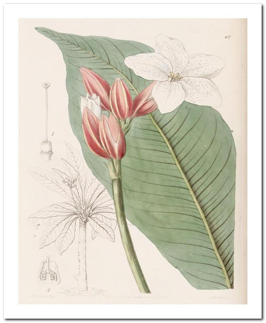 Edward's Botanical Register 8x10 Botanical Art Print 03062500118