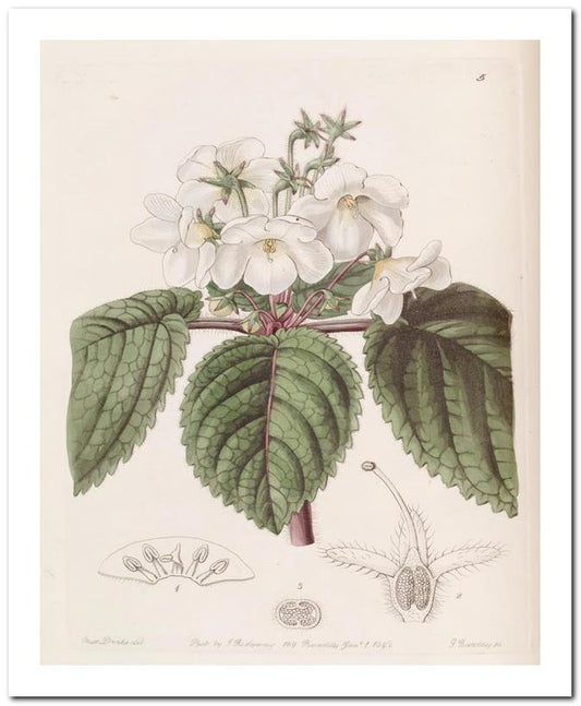Edward's Botanical Register 8x10 Botanical Art Print 03062500119