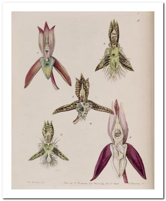 Edward's Botanical Register 8x10 Botanical Art Print 03062500120