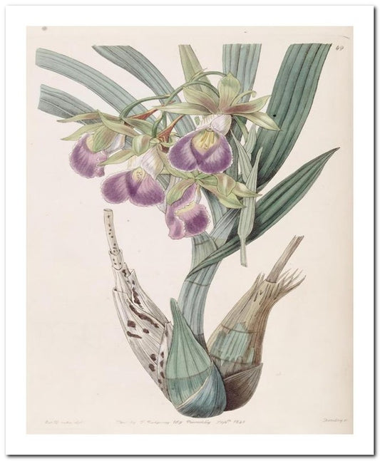 Edward's Botanical Register 8x10 Botanical Art Print 03062500121