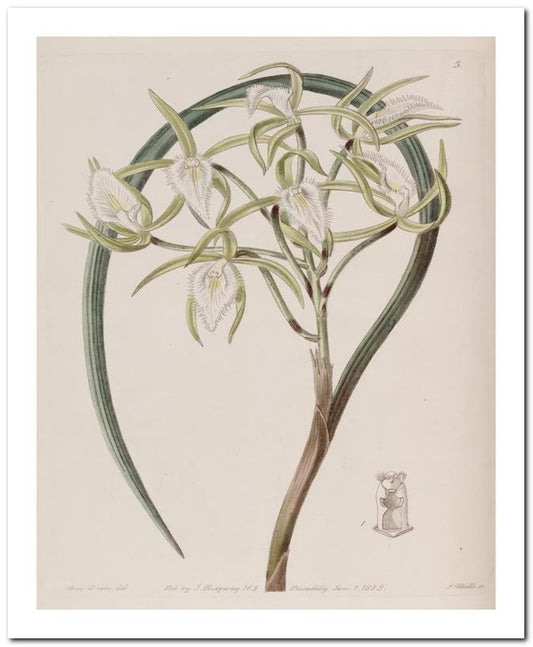 Edward's Botanical Register 8x10 Botanical Art Print 03062500122