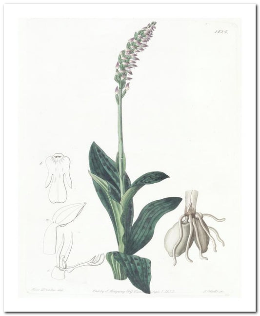 Edward's Botanical Register 8x10 Botanical Art Print 03062500124