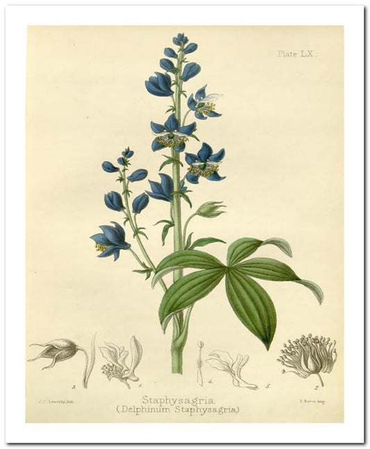 Edward's Botanical Register 8x10 Botanical Art Print 03062500125