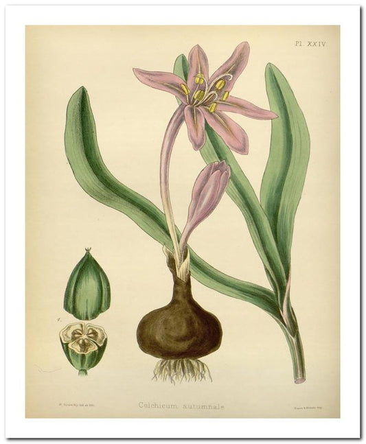 The Flora Homoeopathica 8x10 Botanical Art Print 03062500127