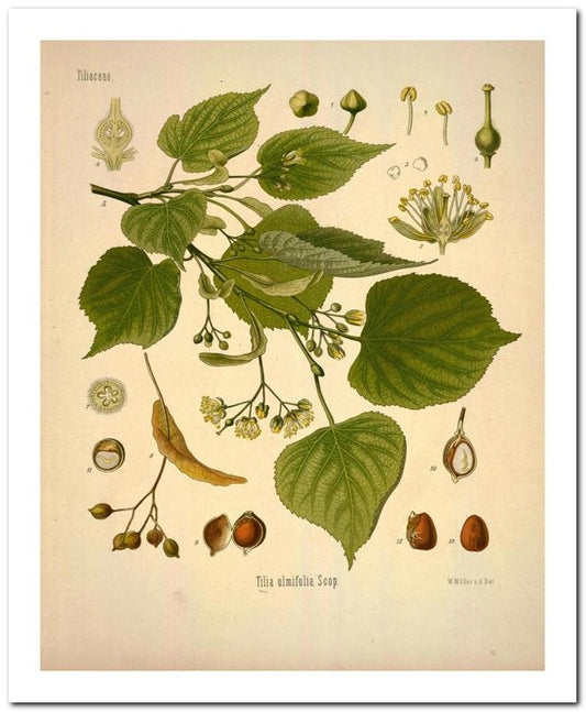 Kohler Medizinal Pflanzen 8x10 Botanical Art Print 03062500129