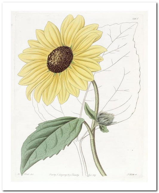 Kohler Medizinal Pflanzen 8x10 Botanical Art Print 03062500130