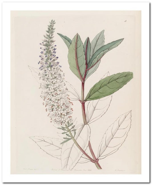 Edward's Botanical Register 8x10 Botanical Art Print 03062500131