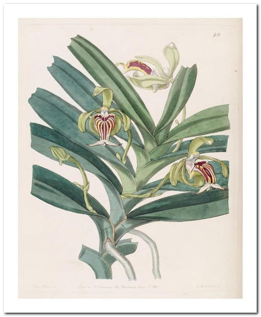 Edward's Botanical Register 8x10 Botanical Art Print 03062500134