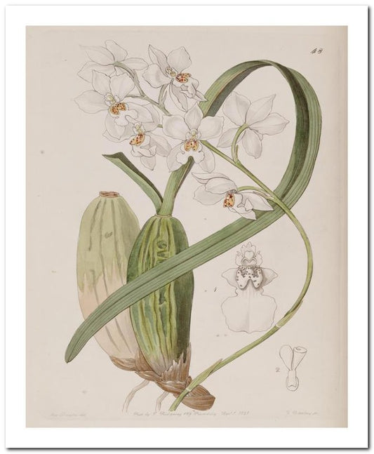 Edward's Botanical Register 8x10 Botanical Art Print 03062500135