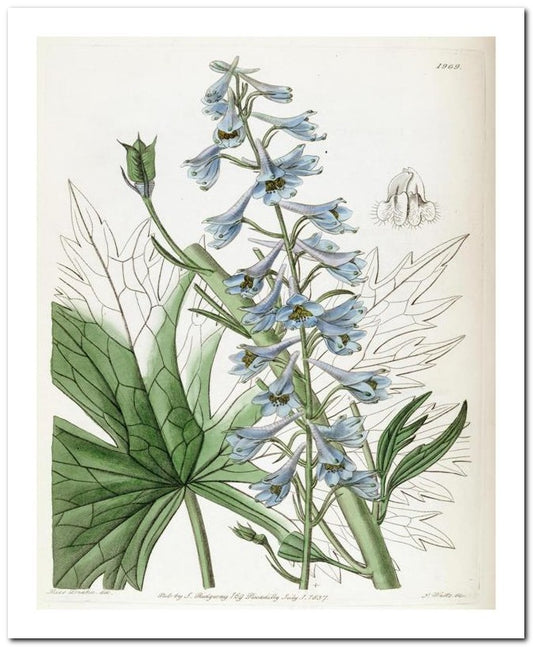 Edward's Botanical Register 8x10 Botanical Art Print 03062500138