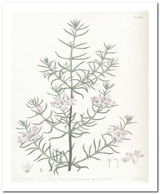 Edward's Botanical Register 8x10 Botanical Art Print 03062500139