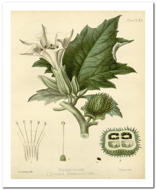 Edward's Botanical Register 8x10 Botanical Art Print 03062500141