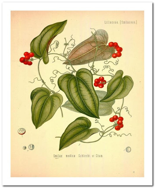 The Flora Homoeopathica 8x10 Botanical Art Print 03062500143