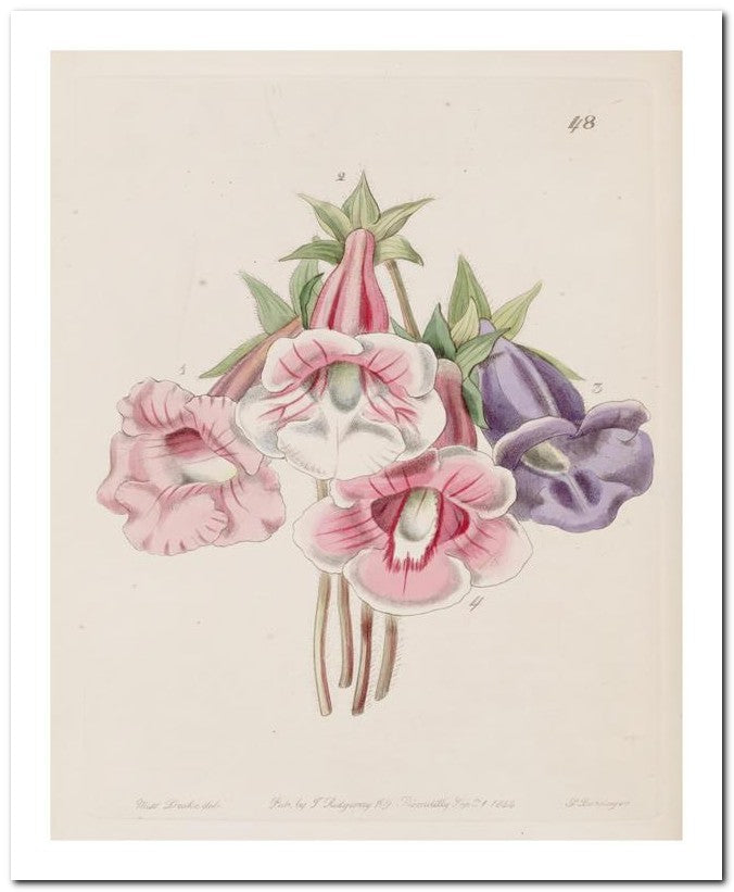 Edward's Botanical Register 8x10 Botanical Art Print 03062500147