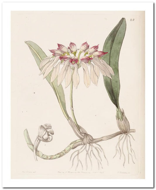 Edward's Botanical Register 8x10 Botanical Art Print 03062500148