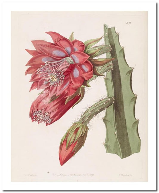 Edward's Botanical Register 8x10 Botanical Art Print 03062500149