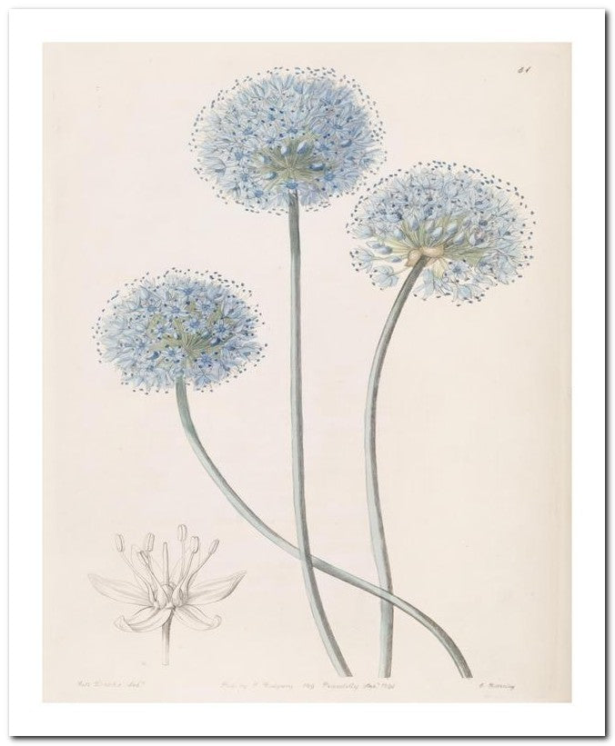 Edward's Botanical Register 8x10 Botanical Art Print 03062500151