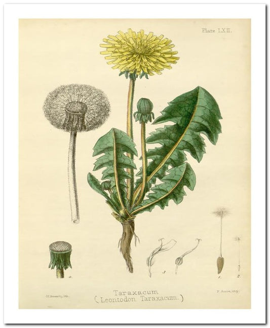 Edward's Botanical Register 8x10 Botanical Art Print 03062500157
