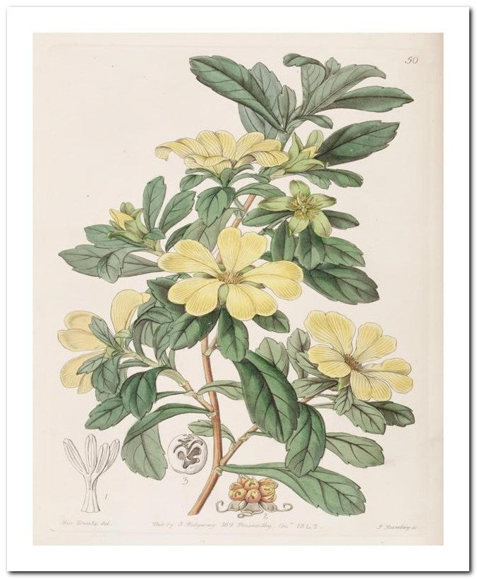 Edward's Botanical Register 8x10 Botanical Art Print 03062500164