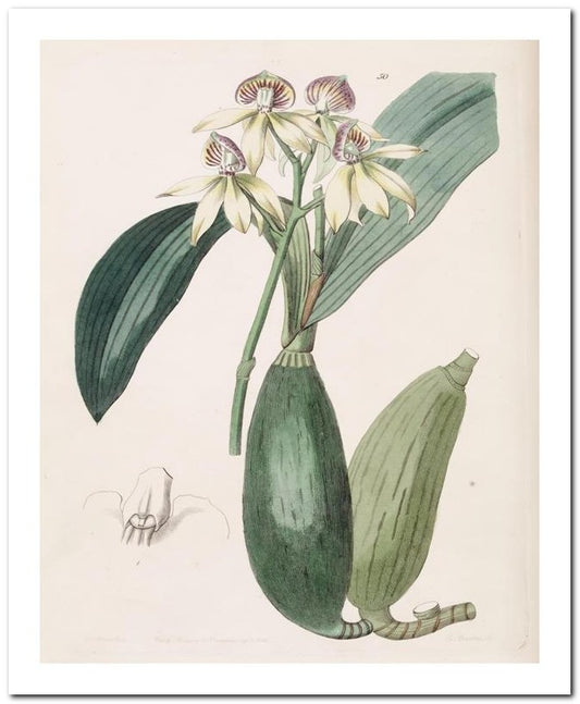 Edward's Botanical Register 8x10 Botanical Art Print 03062500165
