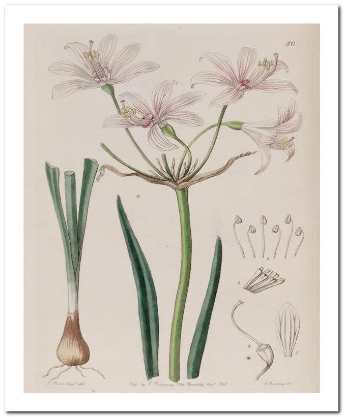 Edward's Botanical Register 8x10 Botanical Art Print 03062500166