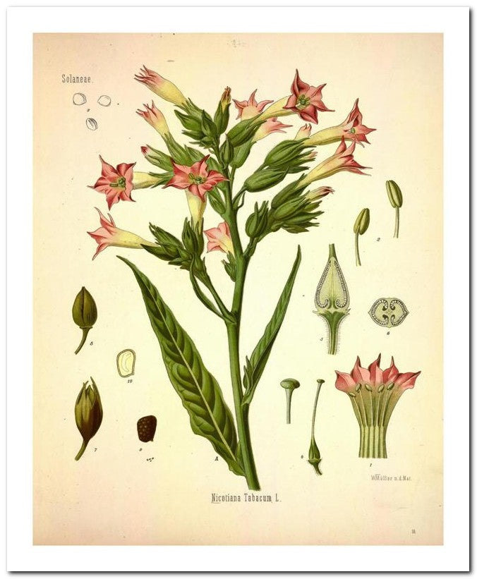 The Flora Homoeopathica 8x10 Botanical Art Print 03062500175