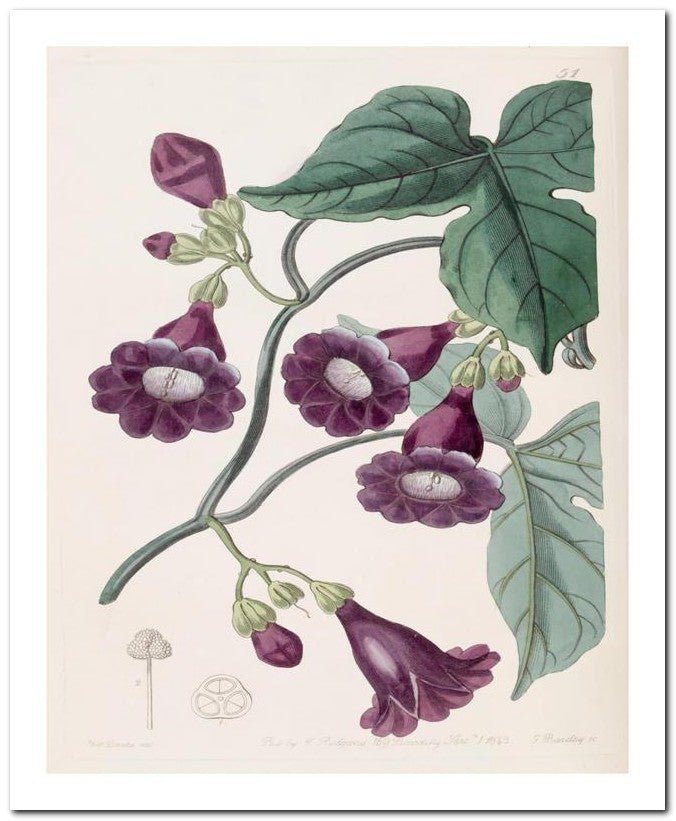 Edward's Botanical Register 8x10 Botanical Art Print 03062500180