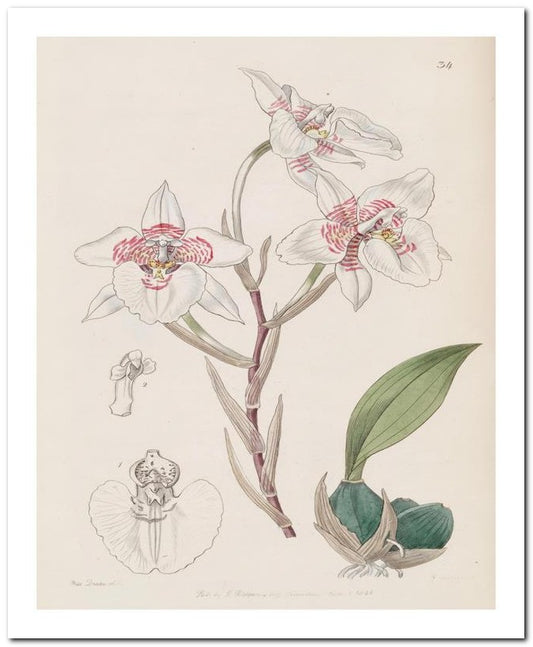 Edward's Botanical Register 8x10 Botanical Art Print 03062500192
