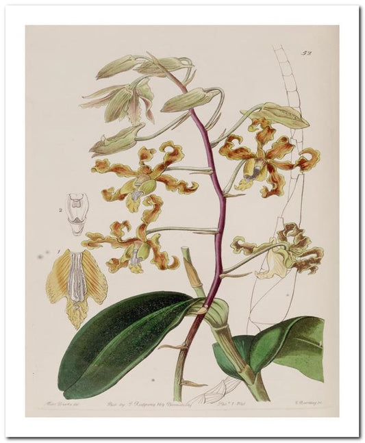 Edward's Botanical Register 8x10 Botanical Art Print 03062500212