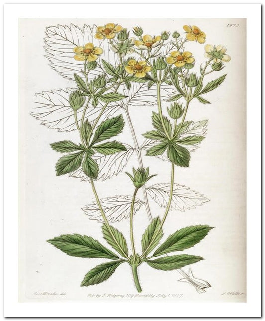 Edward's Botanical Register 8x10 Botanical Art Print 03062500216