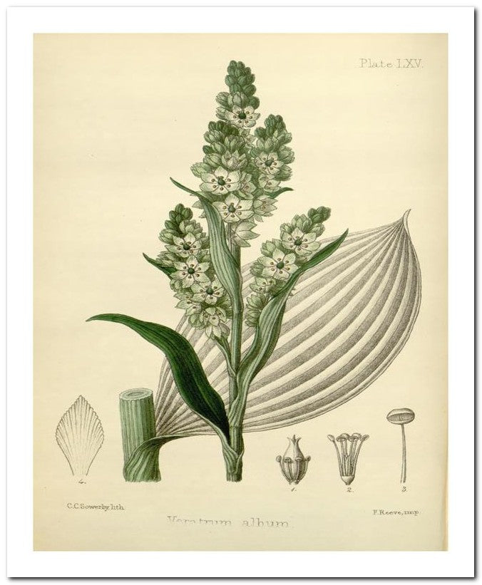 Edward's Botanical Register 8x10 Botanical Art Print 03062500219