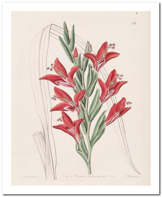 Edward's Botanical Register 8x10 Botanical Art Print 03062500227