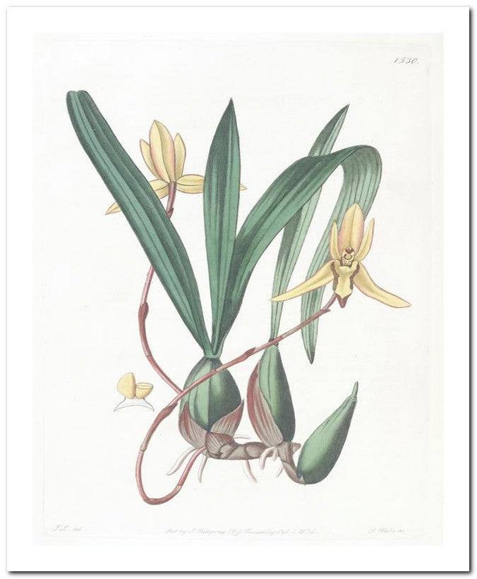 Edward's Botanical Register 8x10 Botanical Art Print 03062500231