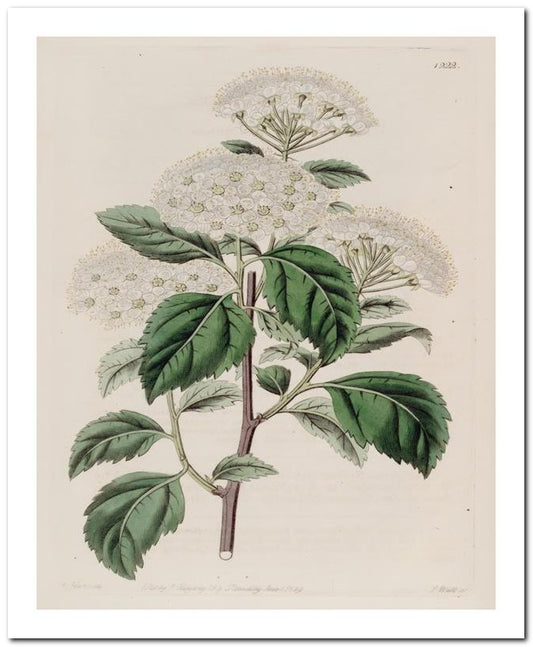 Kohler Medizinal Pflanzen 8x10 Botanical Art Print 03062500238