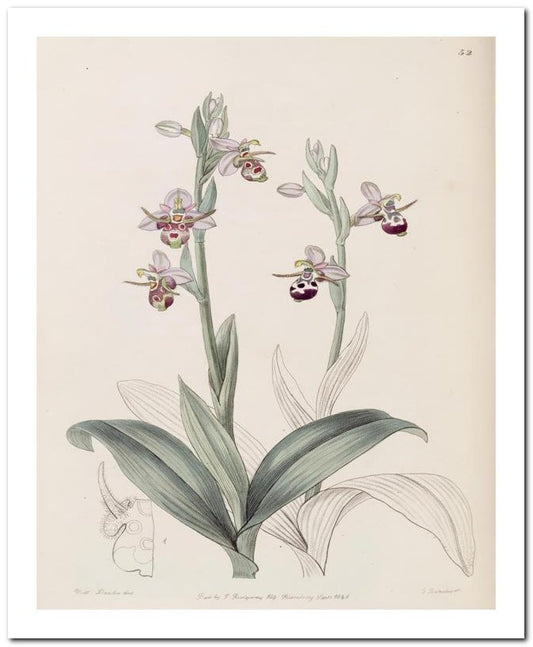 Edward's Botanical Register 8x10 Botanical Art Print 03062500239