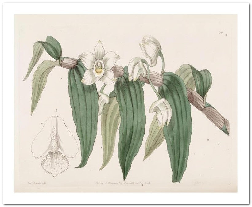 Edward's Botanical Register 8x10 Botanical Art Print 03062500241