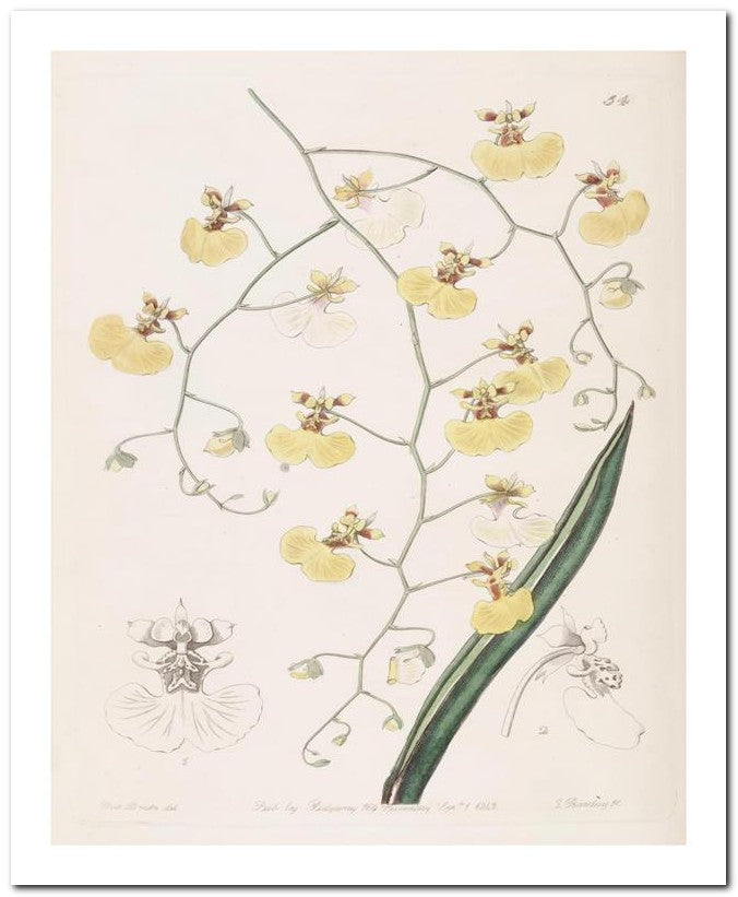 Edward's Botanical Register 8x10 Botanical Art Print 03062500242