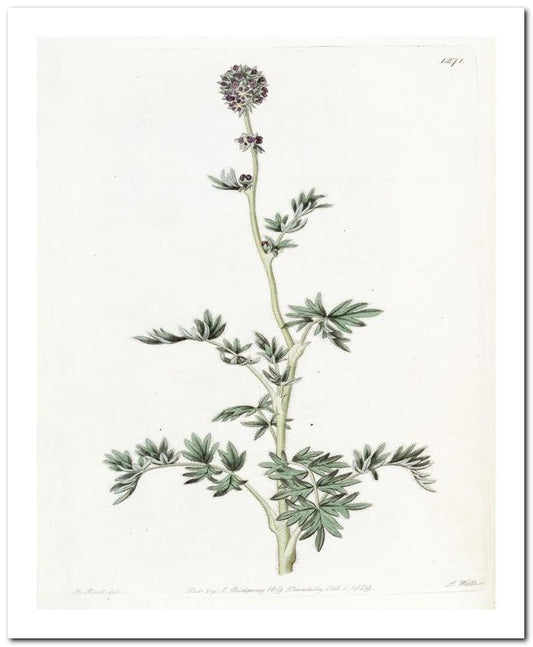 Kohler Medizinal Pflanzen 8x10 Botanical Art Print 03062500253
